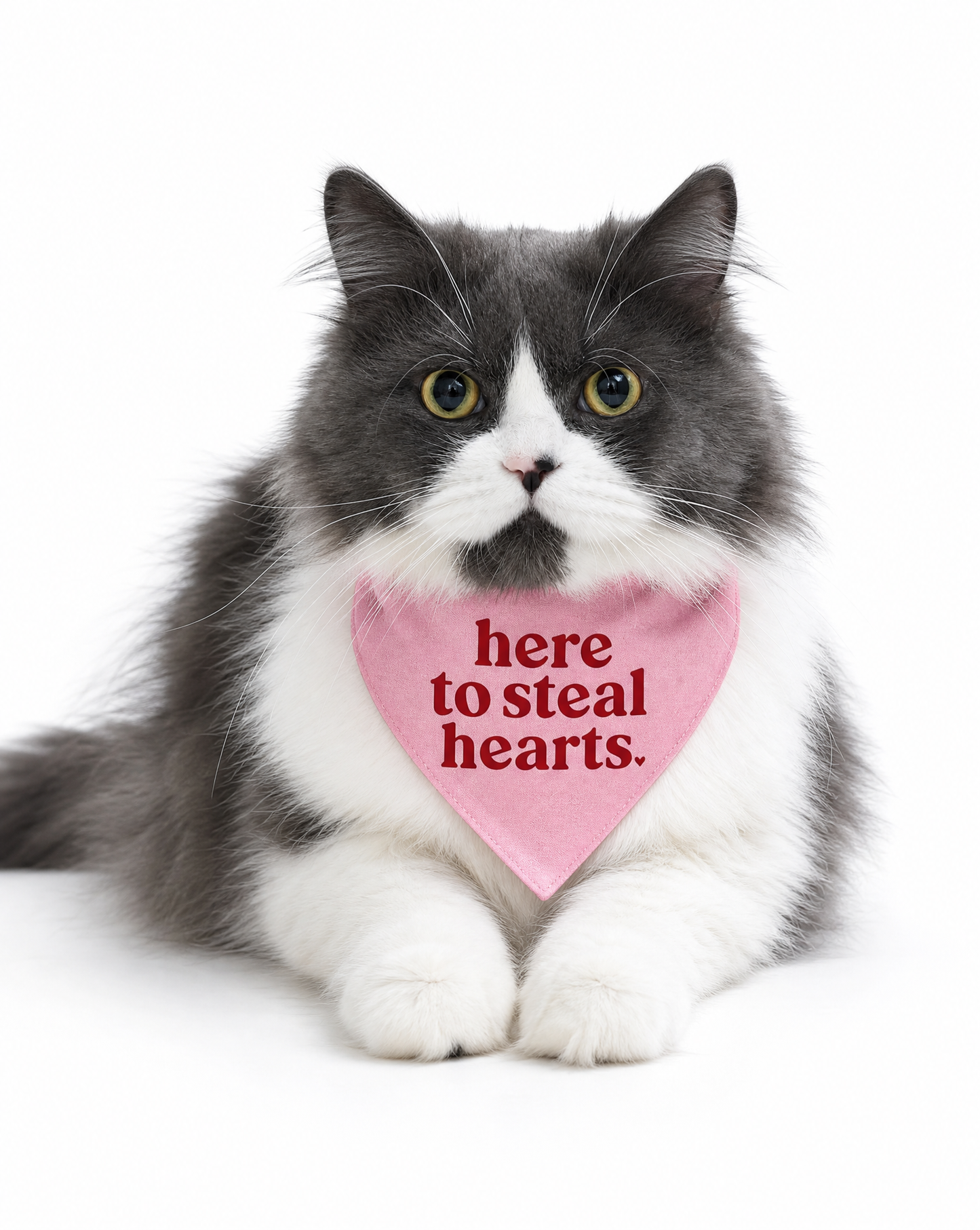 "Here to Steal Hearts" Pet Bandana